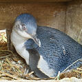 Little Penguin (Eudyptula minor)