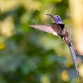 Swallow-tailed Hummingbird (Eupetomena macroura)
