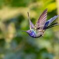 Swallow-tailed Hummingbird (Eupetomena macroura)