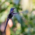 Swallow-tailed Hummingbird (Eupetomena macroura)