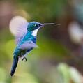 White-throated Hummingbird (Leucochloris albicollis)
