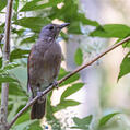 Pale-breasted Thrush (Turdus leucomelas)
