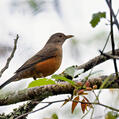 Rufous-bellied Thrush (Turdus rufiventris)