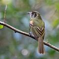 Sepia-capped Flycatcher (Leptopogon amaurocephalus)