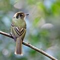 Sepia-capped Flycatcher (Leptopogon amaurocephalus)