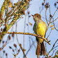 Short-crested Flycatcher (Myiarchus ferox)