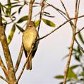 Southern Beardless Tyrannulet (Camptostoma obsoletum)