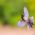 Grey Fantail (Rhipidura albiscapa)