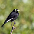 Spectacled Tyrant (Hymenops perspicillatus)