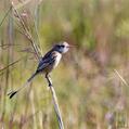 Strange-tailed Tyrant (Alectrurus risora)