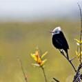 White-headed Marsh Tyrant (Arundinicola leucocephala)