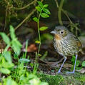 Santa Marta Antpitta (Grallaria bangsi)