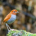 Bicolored Antpitta (Grallaria rufocinerea)