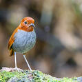 Bicolored Antpitta (Grallaria rufocinerea)
