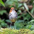 Chestnut-crowned Antpitta (Grallaria ruficapilla)