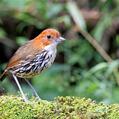 Chestnut-crowned Antpitta (Grallaria ruficapilla)