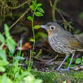 Santa Marta Antpitta (Grallaria bangsi)
