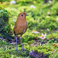 Equatorial Antpitta (Grallaria saturata)