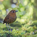 Equatorial Antpitta (Grallaria saturata)