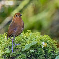 Equatorial Antpitta (Grallaria saturata)
