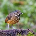 Scaled Antpitta (Grallaria guatimalensis)