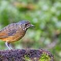 Scaled Antpitta (Grallaria guatimalensis)