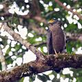 Crested Serpent Eagle (Spilornis cheela)