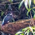 Malaysian Blue-banded Kingfisher (Alcedo peninsulae)