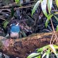 Malaysian Blue-banded Kingfisher (Alcedo peninsulae)