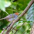 Ashy Tailorbird (Orthotomus ruficeps)