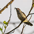Little Bronze Cuckoo (Chrysococcyx minutillus)