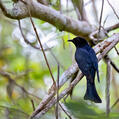 Square-tailed Drongo-Cuckoo (Surniculus lugubris)