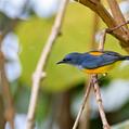 Orange-bellied Flowerpecker (Dicaeum trigonostigma)