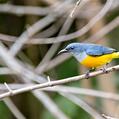 Orange-bellied Flowerpecker (Dicaeum trigonostigma)