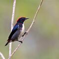 Scarlet-backed Flowerpecker (Dicaeum cruentatum)