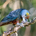 New Zealand Kaka (Nestor meridionalis)