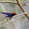 Scarlet-backed Flowerpecker (Dicaeum cruentatum)