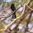 Greater Racket-tailed Drongo (Dicrurus paradiseus)