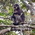 Spectacled Leaf Monkey (Trachypithecus obscurus)