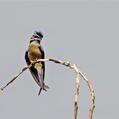 Whiskered Treeswift (Hemiprocne comata)