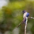 Whiskered Treeswift (Hemiprocne comata)