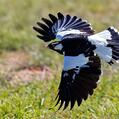 Magpie-lark (Grallina cyanoleuca)