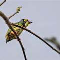 Coppersmith Barbet (Psilopogon haemacephalus)