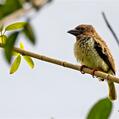 Sooty Barbet (Caloramphus hayii)