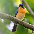 Mangrove Blue Flycatcher (Cyornis rufigastra)