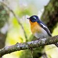 Mugimaki Flycatcher (Ficedula mugimaki)