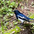 Oriental Magpie-Robin (Copsychus saularis)