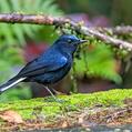 White-tailed Robin (Myiomela leucura)