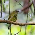 Purple-naped Spiderhunter (Kurochkinegramma hypogrammicum)