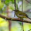 Purple-naped Spiderhunter (Kurochkinegramma hypogrammicum)